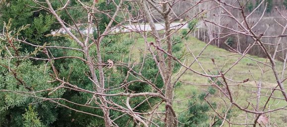 6000m² Land in Ceppaloni, Italy No. 303446 5