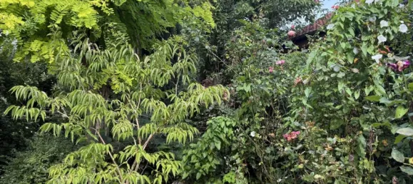 5-salle Maison de ville à Hoxter, Germany No. 367068 4