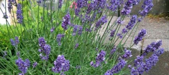 4 bedrooms Townhouse in Paderborn, Germany No. 219108 19