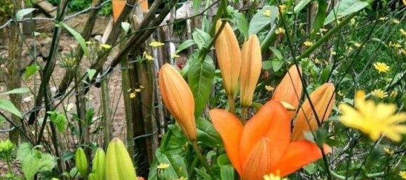 4 bedrooms Townhouse in Paderborn, Germany No. 219108 17