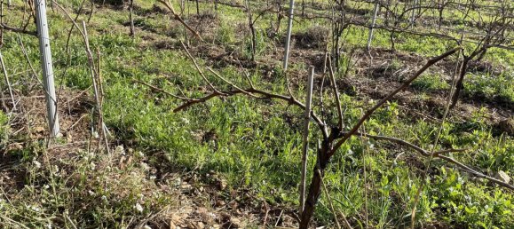 Gewerbliche Immobilie in Puget-Ville, France 1200m², Nr. 1582 15