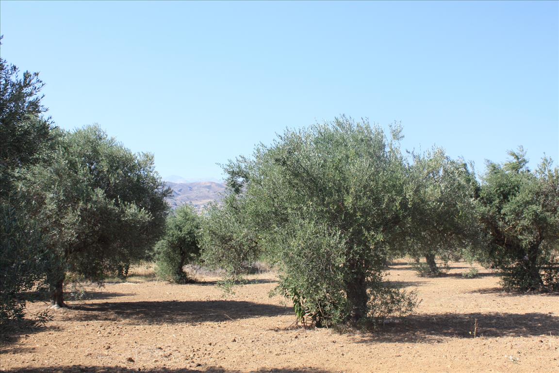 10500m² Hotel in Chania, Greece No. 5595