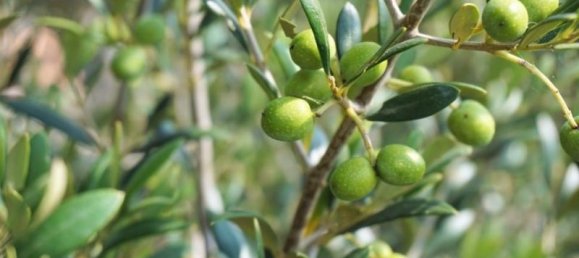 3 rooms Land in Camaiore, Italy No. 234496 4