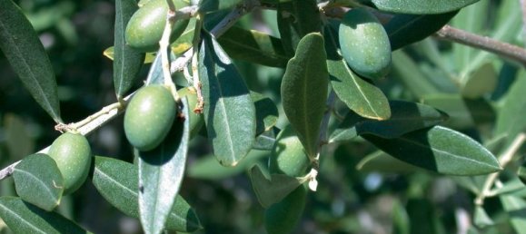 3 rooms Land in Camaiore, Italy No. 234496 3