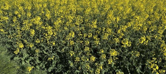 Terreno en Maria Enzersdorf, Austria No. 31634 2