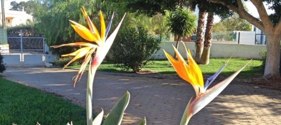 Villa de 3 dormitorios en Olhao, Portugal No. 98218 16