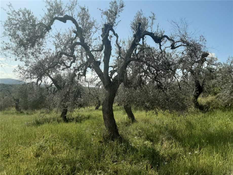 1 room Land in San Nicandro Garganico, Italy No. 149770