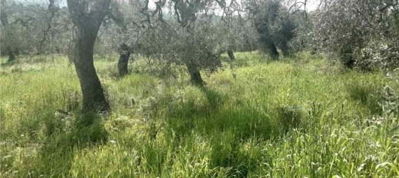 1 room Land in San Nicandro Garganico, Italy No. 149770 4