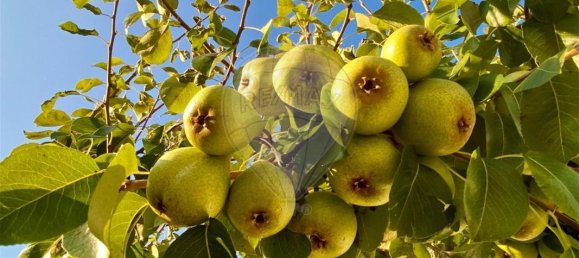 4 غرف نوم منزل في Ponte de Lima, Portugal رقم 179816 44