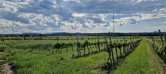 Bungalow de 4 divisões em Kottingbrunn, Austria N.º 204251 50