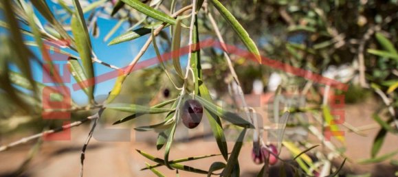 4 bedrooms House in Meirinhos, Portugal No. 221445 9