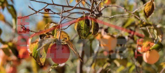 4 bedrooms House in Meirinhos, Portugal No. 221445 8