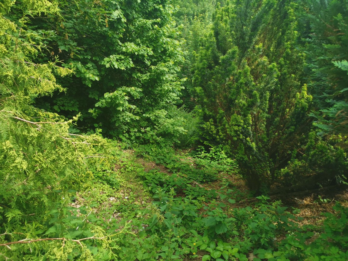 Terrain à Gottingen, Germany No. 257864