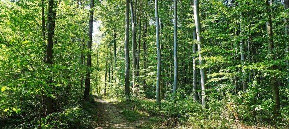 Terreno en Pressbaum, Austria No. 20492 4