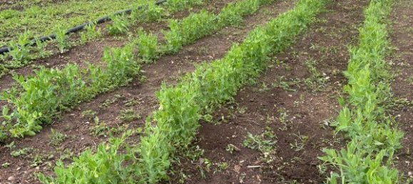 3 chambres Maison à Lalevade-d'Ardèche, France No. 317232 17