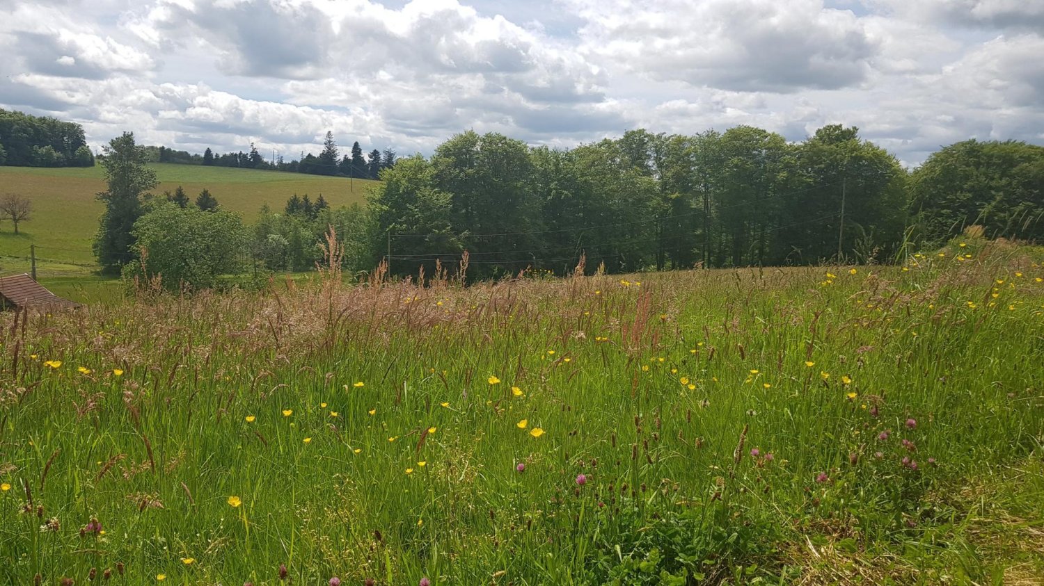 Grundstück in Le Val-d'Ajol, France, Nr. 64697