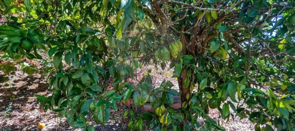 2 Schlafzimmer Haus in Tomar, Portugal, Nr. 28961 16