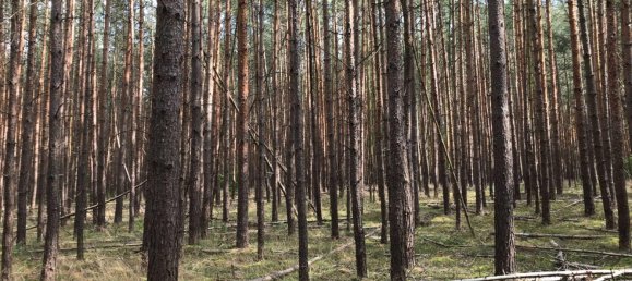Grundstück in Coburg, Germany, Nr. 367133 5