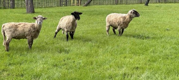 15غرفة مزرعة في Leipzig, Germany رقم 234178 13