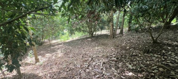 2 chambres Terrain à Chiang Rai, Thailand No. 63333 7