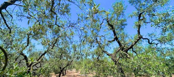 Terrain à Giovinazzo, Italy 6150m² No. 87193 19