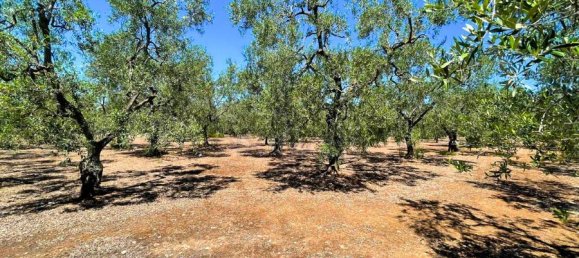 Terrain à Giovinazzo, Italy 6150m² No. 87193 20