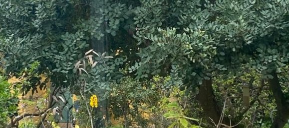 7 bedrooms House in Alhaurin de la Torre, Spain No. 60025 7