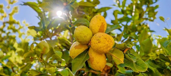 5 غرف نوم منزل في Lagos, Portugal رقم 131725 22