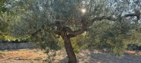 1 bedroom House in Alcanar, Spain No. 144760 24