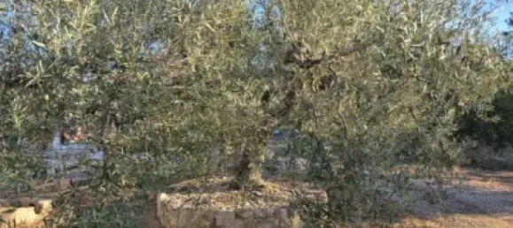 1 bedroom House in Alcanar, Spain No. 144760 23