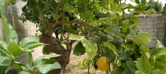 4 rooms House in Cabras, Italy No. 278406 11