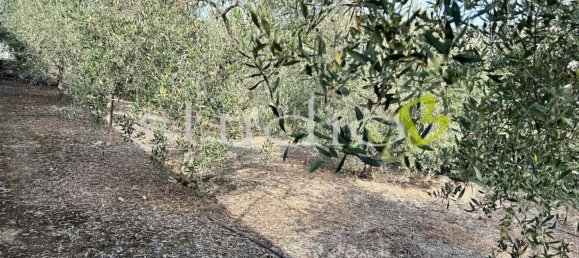 5 rooms House in Soldano, Italy No. 237139 21