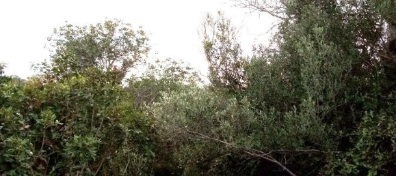  قطعة أرض في Loule, Portugal 1930متر مربع رقم 60006 6