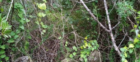  قطعة أرض في Loule, Portugal 1930متر مربع رقم 60006 9