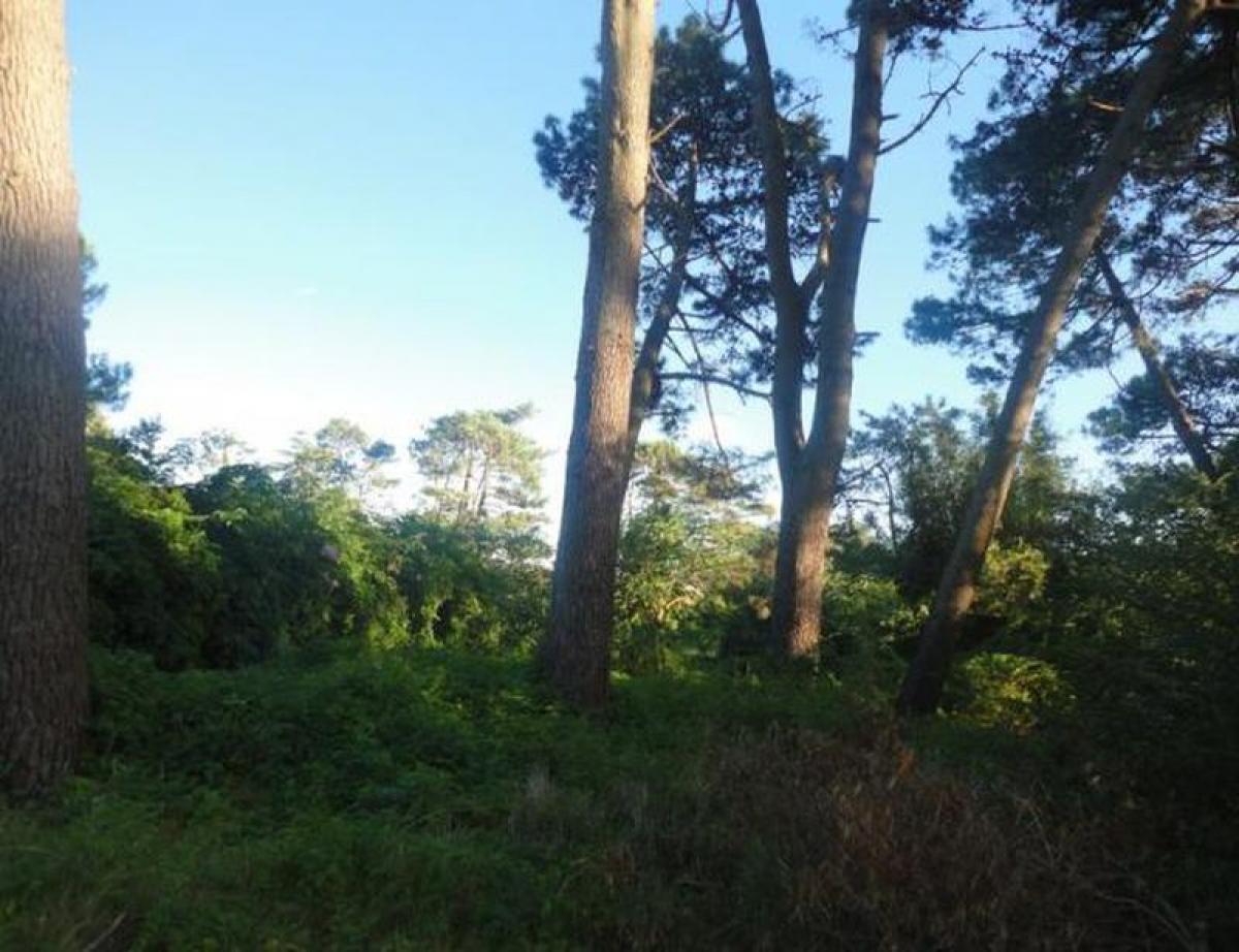 Grundstück in Maldonado, Uruguay, Nr. 14759