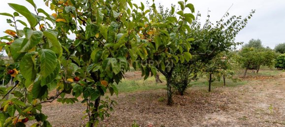 4 غرف نوم منزل في Tomar, Portugal رقم 142938 29