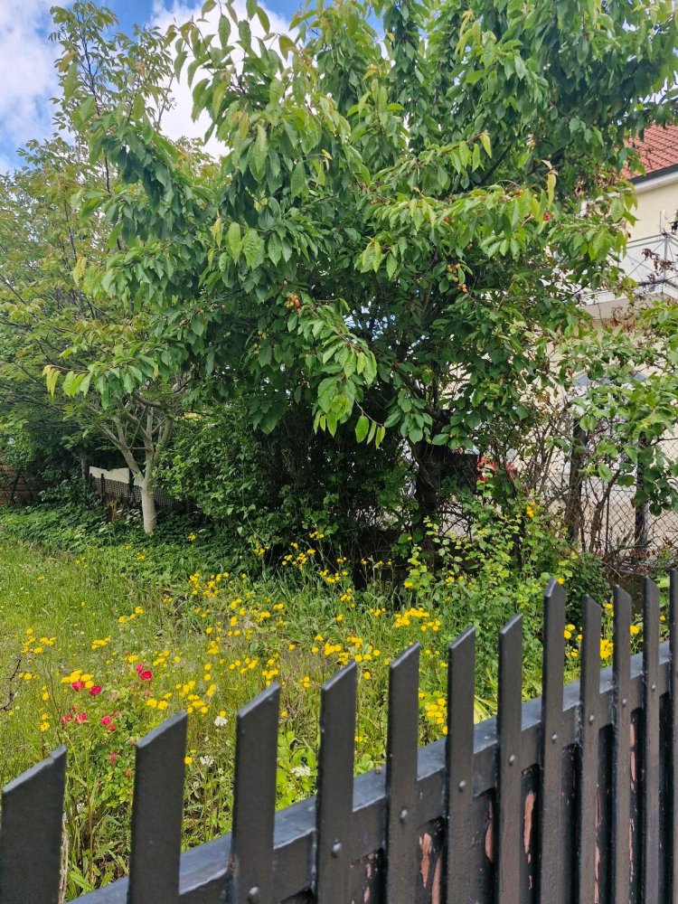 3 غرف نوم تاون هاوس في Vorpommern-Rugen, Germany رقم 314582