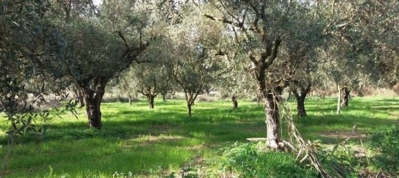  قطعة أرض في Zakynthos, Greece رقم 799 15