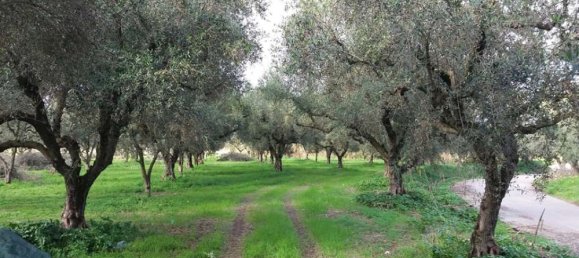  قطعة أرض في Zakynthos, Greece رقم 799 2