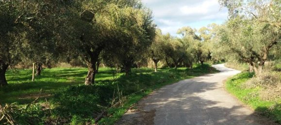  قطعة أرض في Zakynthos, Greece رقم 799 14