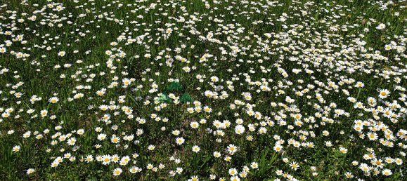 Terreno em Bettendorf, France N.º 266735 3