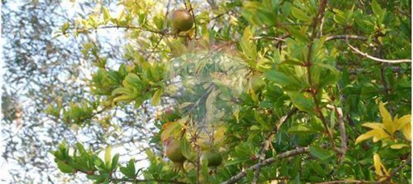 Terrain à Sao Bartolomeu de Messines, Portugal 4140m² No. 38995 10