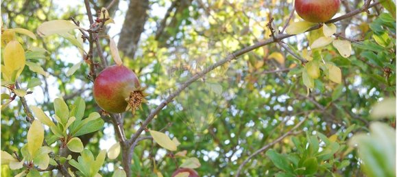 Terrain à Sao Bartolomeu de Messines, Portugal 4140m² No. 38995 11