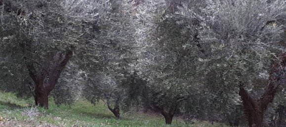 3 rooms House in Massignano, Italy No. 65220 11