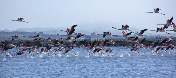 2 bedrooms Apartment in Gran Alacant, Spain No. 8767 22