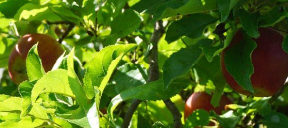 1 Schlafzimmer Bungalow in Teltow-Fläming, Germany, Nr. 331319 15