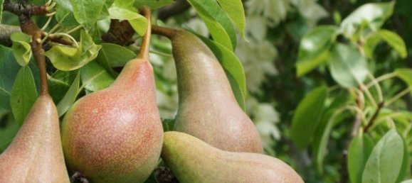 1 Schlafzimmer Bungalow in Teltow-Fläming, Germany, Nr. 331319 14