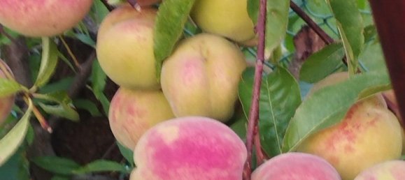 1 Schlafzimmer Bungalow in Teltow-Fläming, Germany, Nr. 331319 13