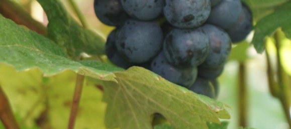 1 Schlafzimmer Bungalow in Teltow-Fläming, Germany, Nr. 331319 16