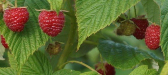 1 Schlafzimmer Bungalow in Teltow-Fläming, Germany, Nr. 331319 17